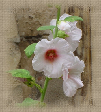 A mes ami(e)s du Net